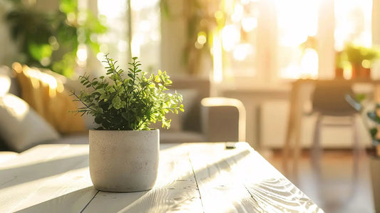 A close-up of a potted plant in a corner of the room, which looks vibrant under the sunlight