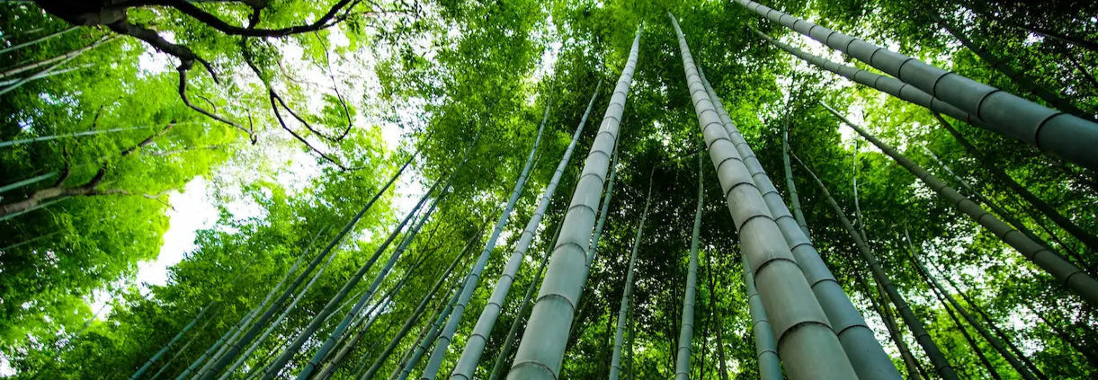 Lush green bamboo forest showcasing nature’s air-purifying power and vitality.